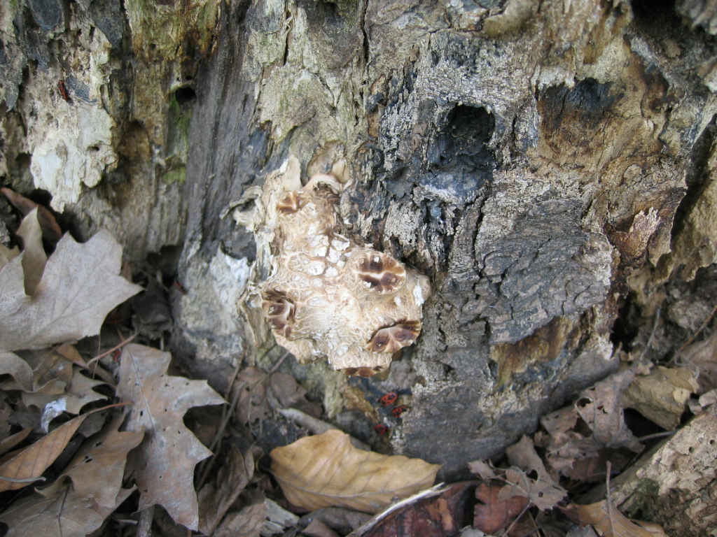 I Funghi primaverili: Polyporus squamosus